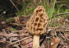 Сморчки и строчки – первые весенние грибы